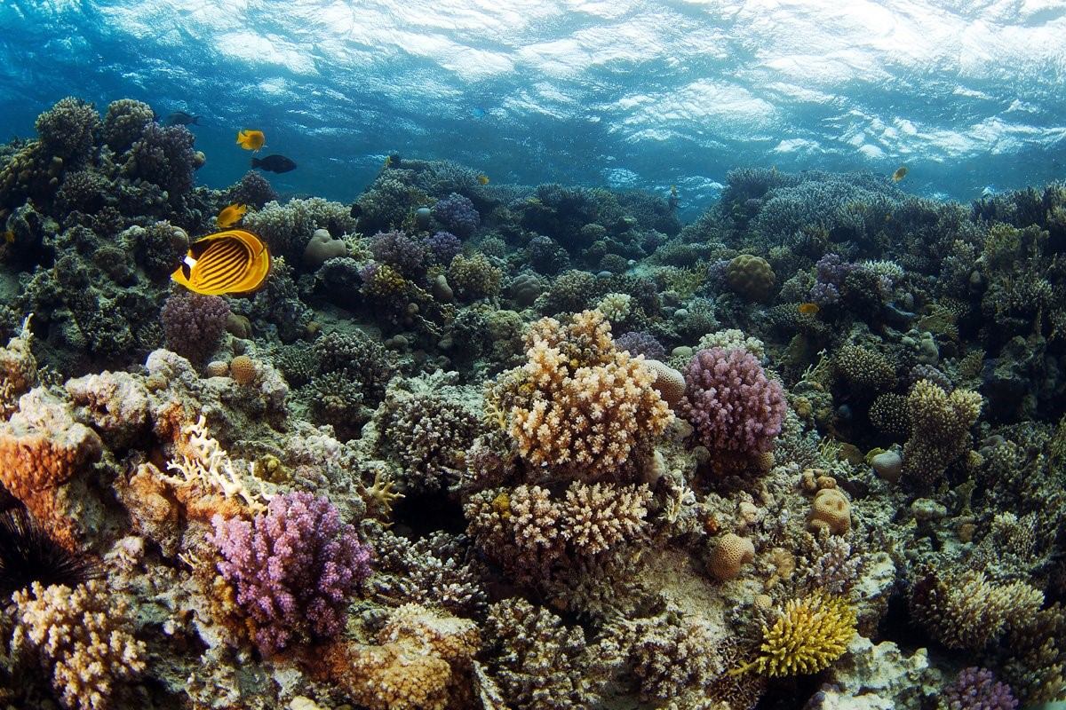 Средиземное море флора и фауна фото