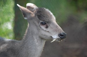 Алтайский олень с длинными клыками