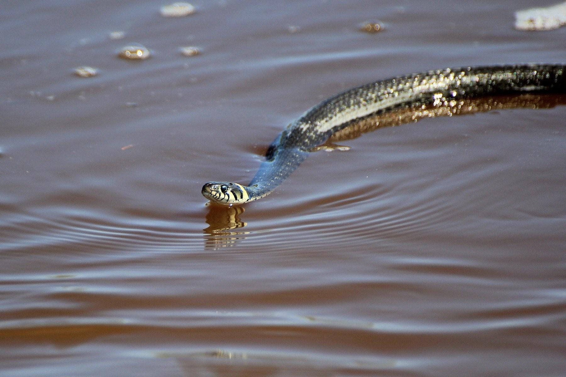 Водяная змейка. Степная гадюка плавает. Водяная гадюка Азовское море. Гадюка водоплавающая. Нильская водяная змея.
