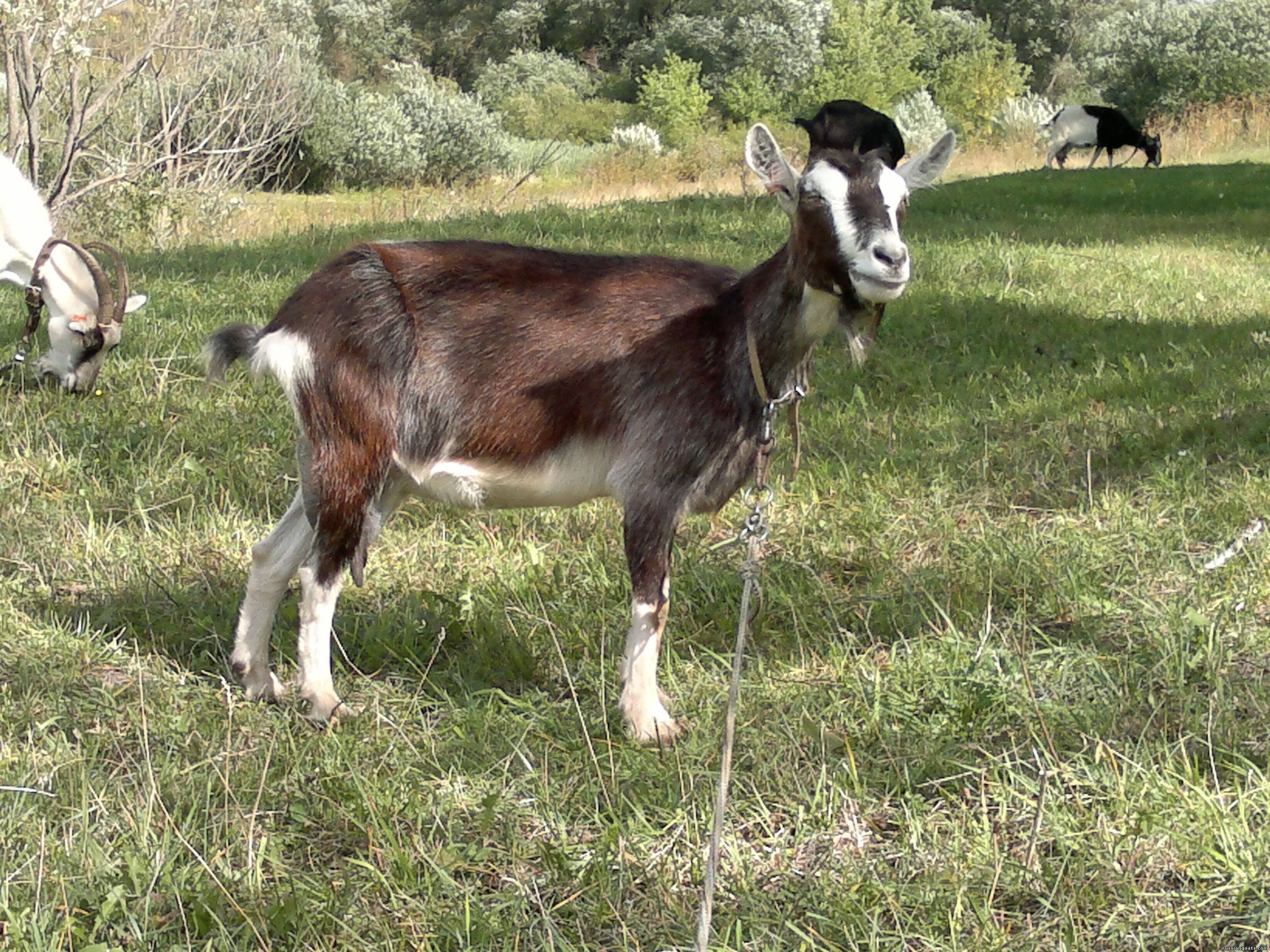 Альпийский козел фото и описание