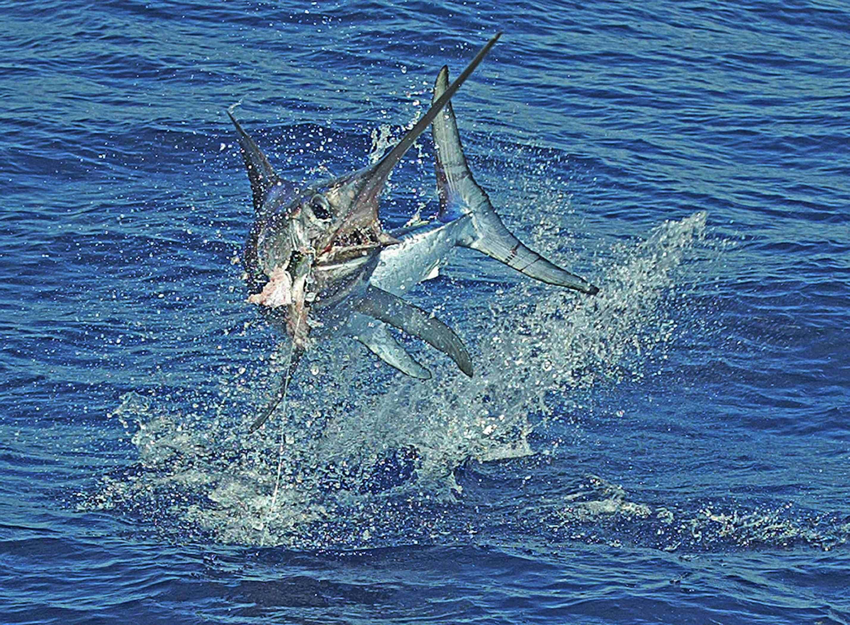 Рыба меч 2. Xiphias Gladius меч-рыба. Голубой Марлин в индийском океане. Марлин рыба. Марлин рыба Флорида.
