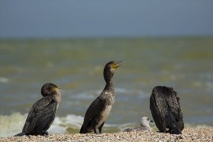 Птицы азовского моря