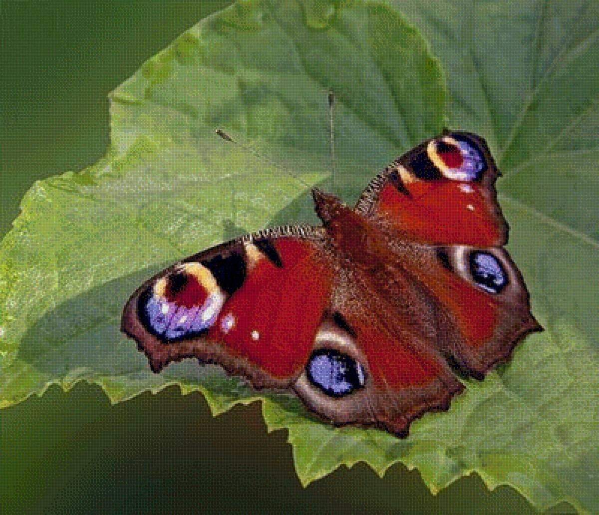 Бабочка адмирал павлиний глаз