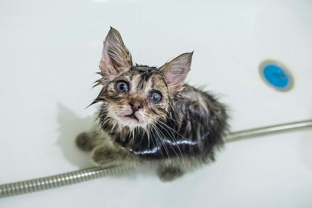 Мокрая киска с разговорами. Мокрая кошка. Мокрые коты. Мокрый котенок. Кошка мокрая смешная.