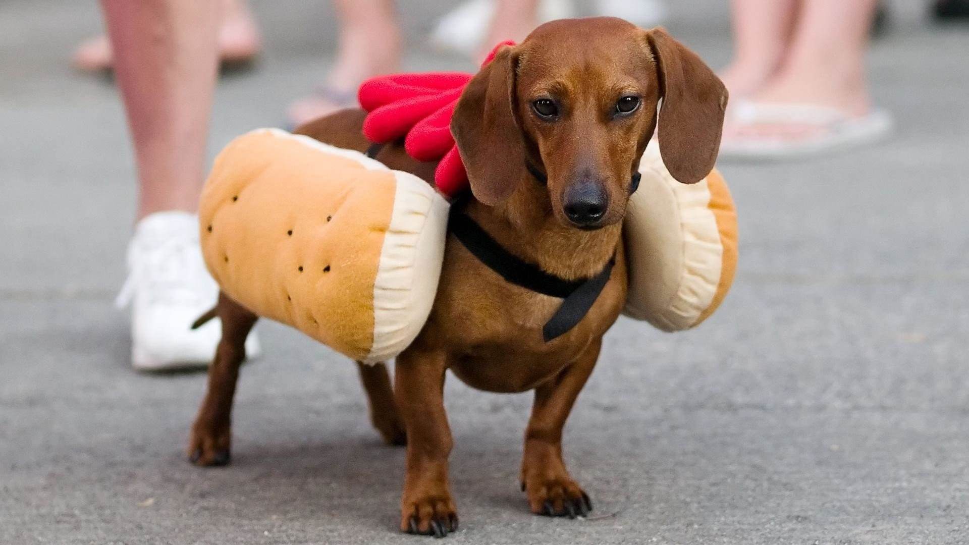 Hot Dog такса