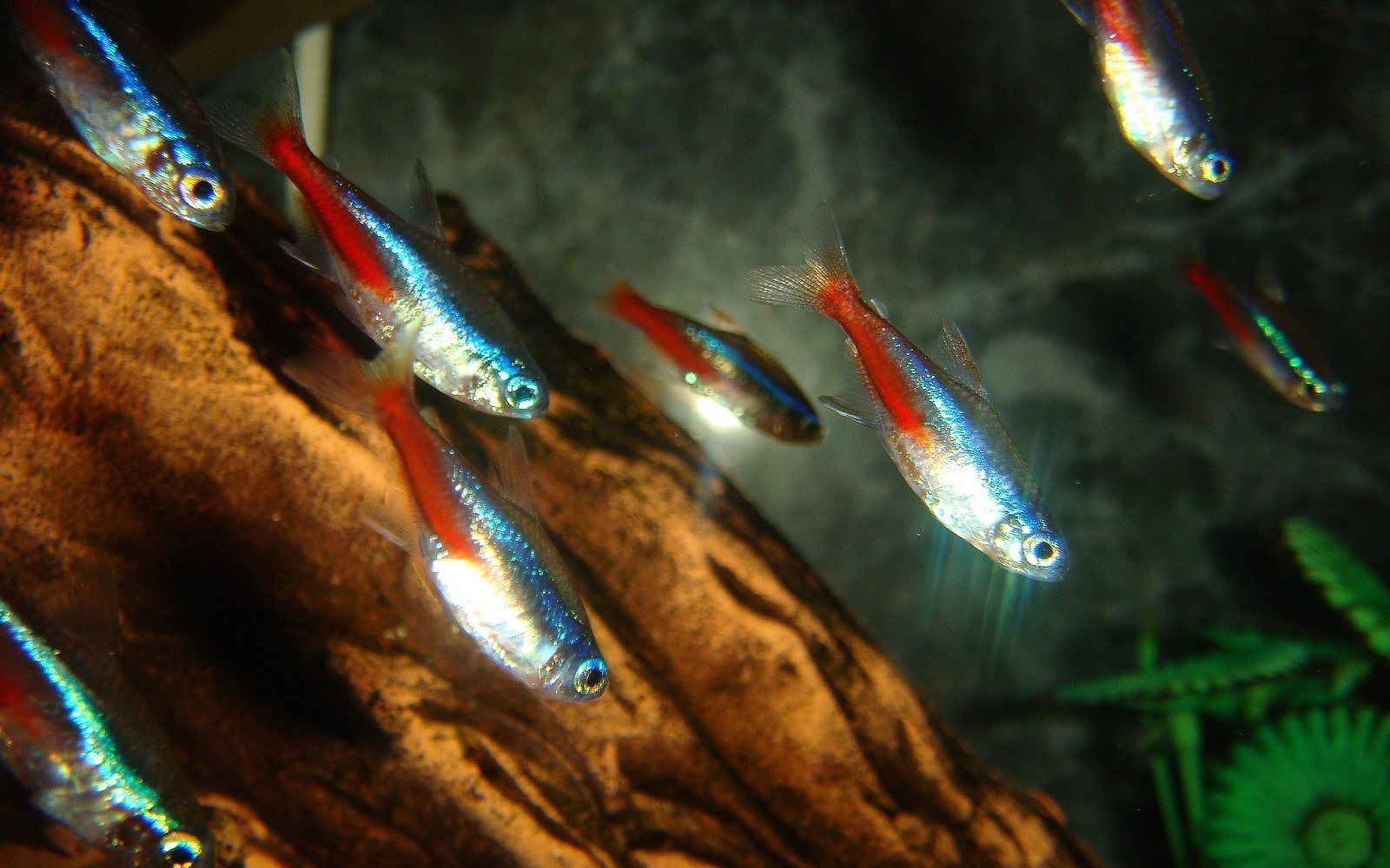 Рыбки неончики фото аквариумные рыбки