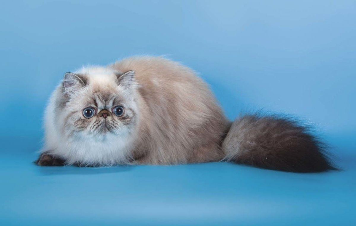 Персидская кошка колор Пойнт. Гималайская Персидская кошка. Гималайский колор Пойнт. Гималайский колор-Пойнт кошка. Персидско сиамская кошка