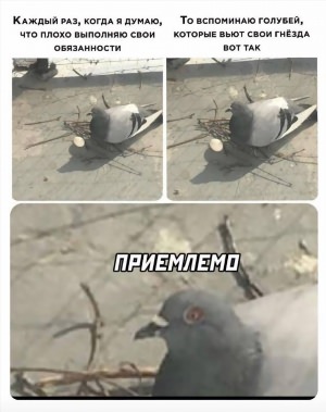 Всратый голубь