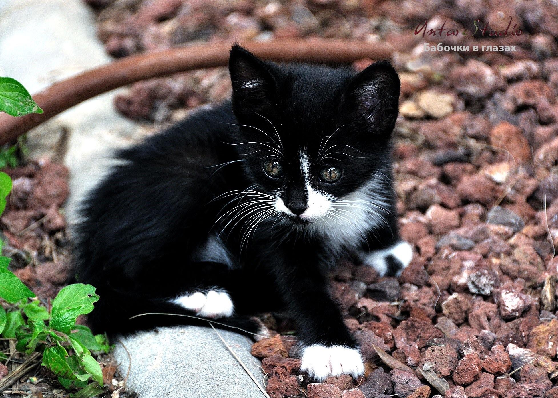 Черно белые котики. Длинношёрстный черно белый кот беспородный. Котенок черно-белый. Черный котенок. Черный и белый котик.