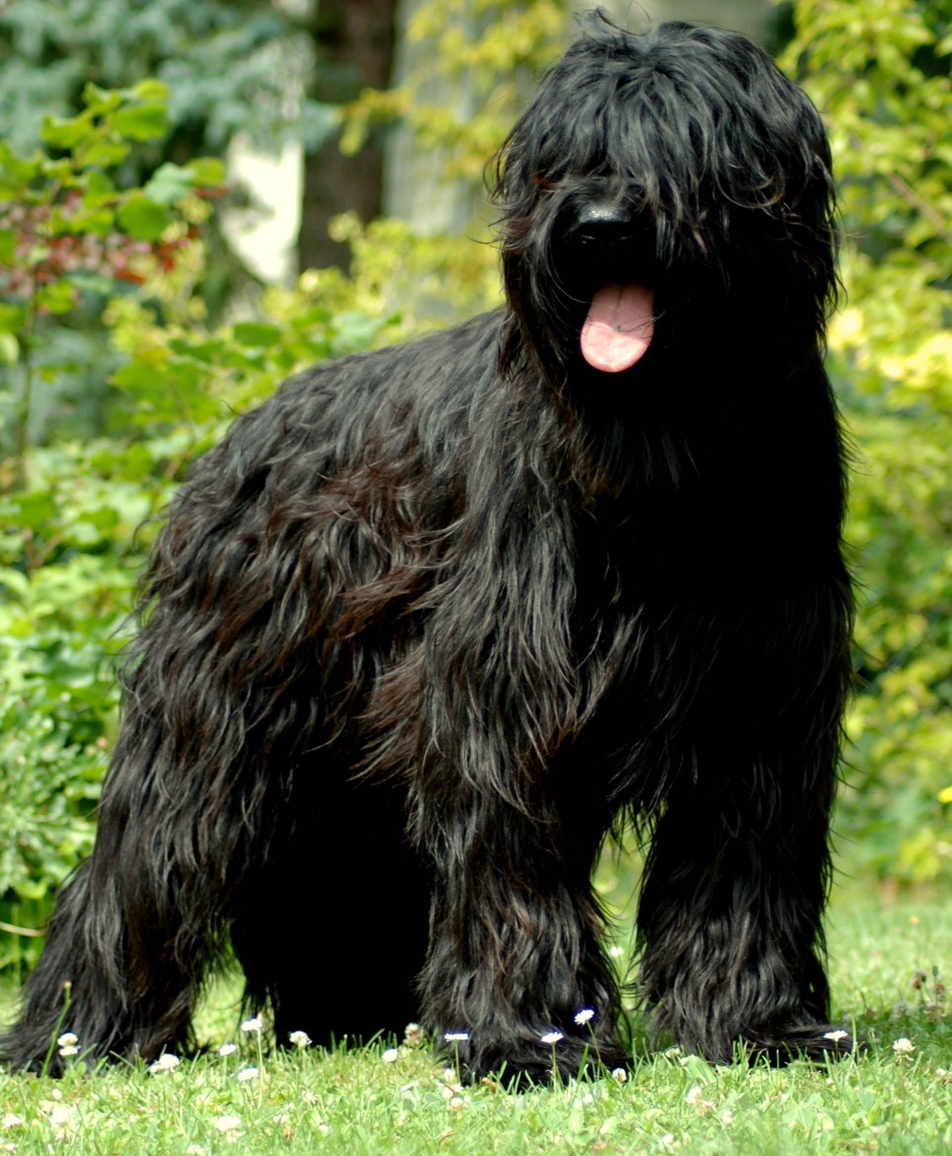 фото больших черных собак