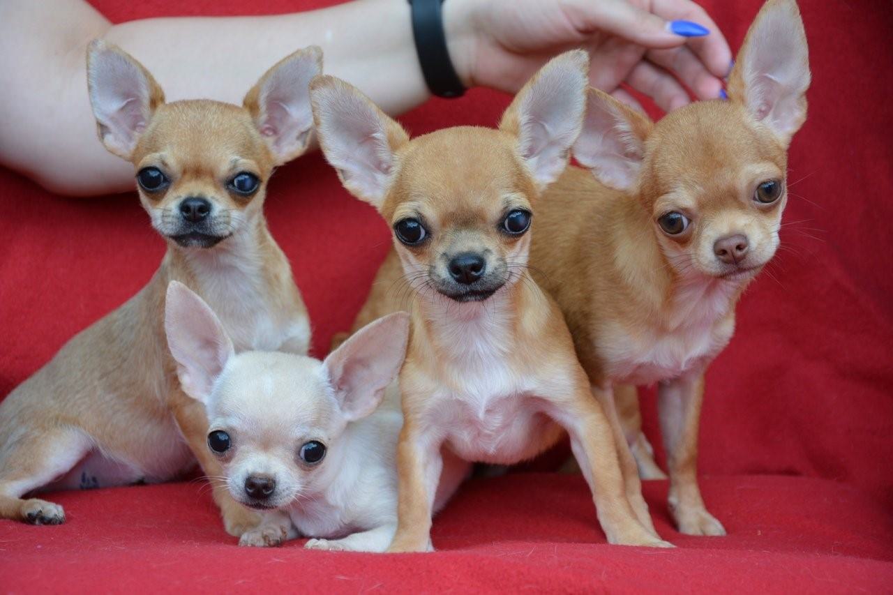 Чихуахуа мини фото гладкошерстные взрослых собак размеры