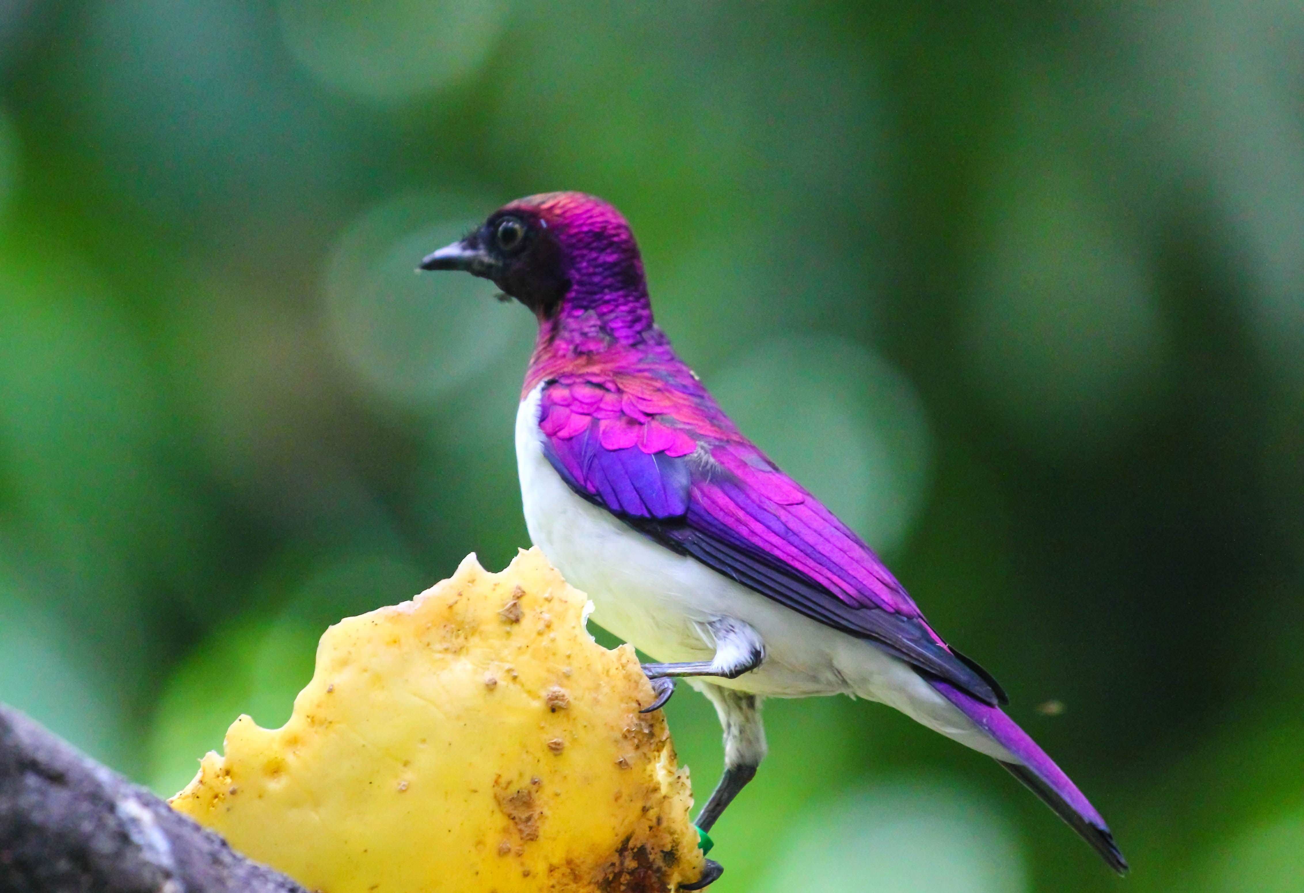 Фиолетовые животные в природе названия и фото