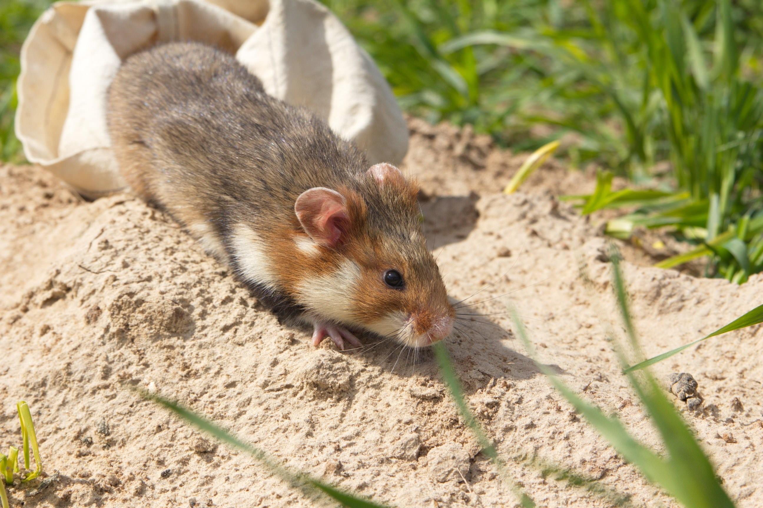 Обыкновенный хомяк Cricetus Cricetus