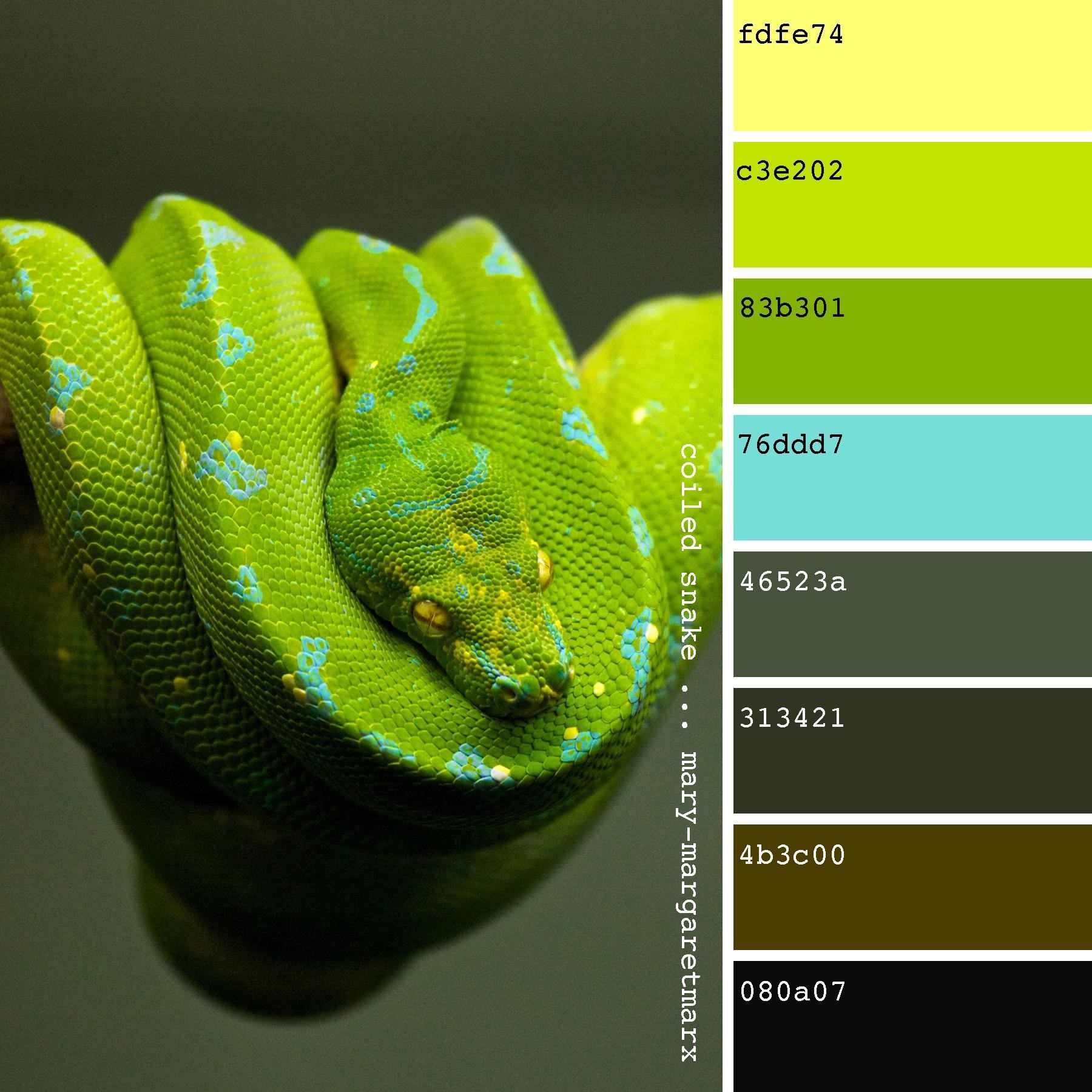 Какой цвет змеи 2025. Цвет змеи. Цветовые Палитры змеи. Цветные змеи. Змея зеленого цвета.