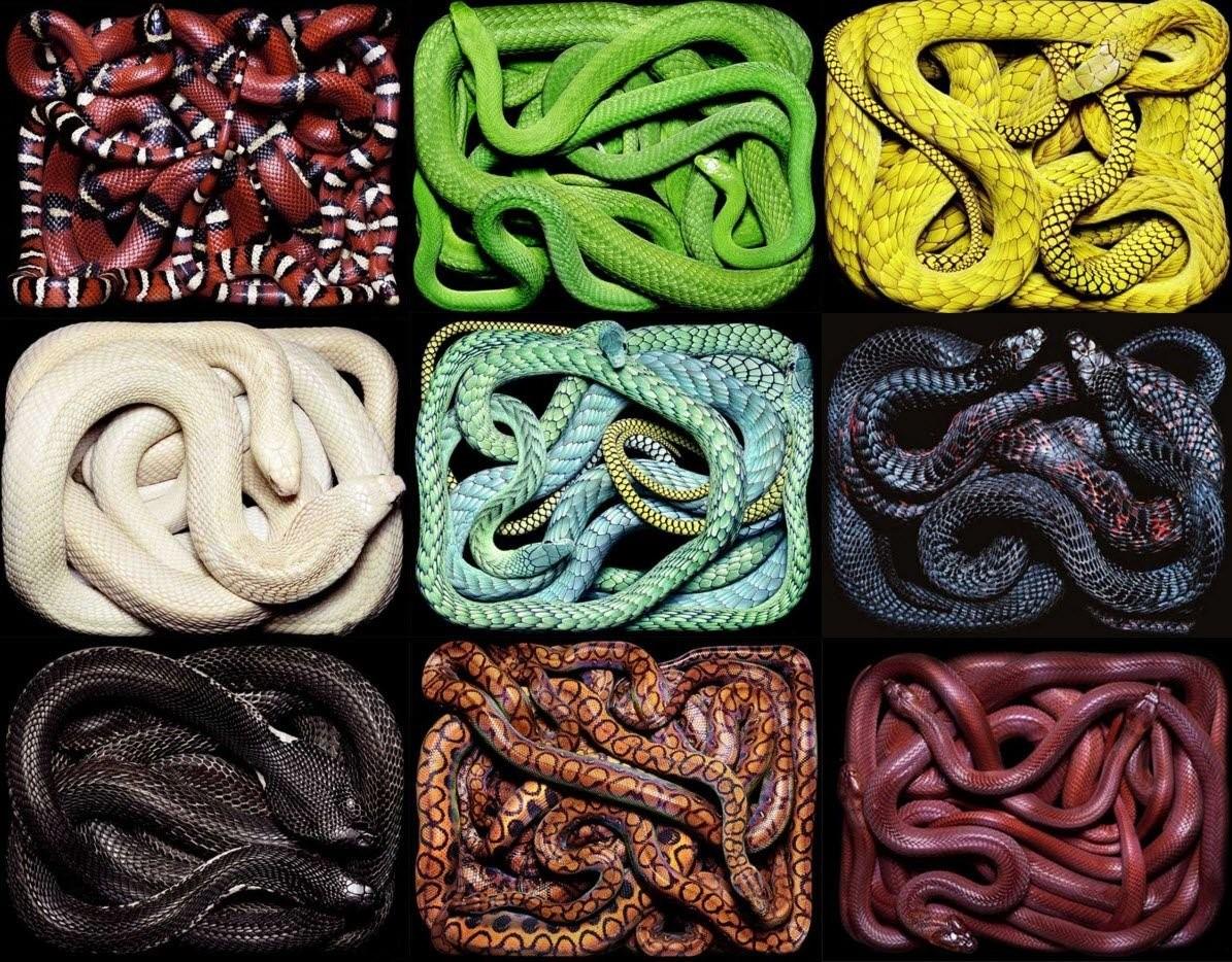 1 змея много змей. Цветные змеи. Разноцветная змея. Окраска змей. Змеиный цвет.