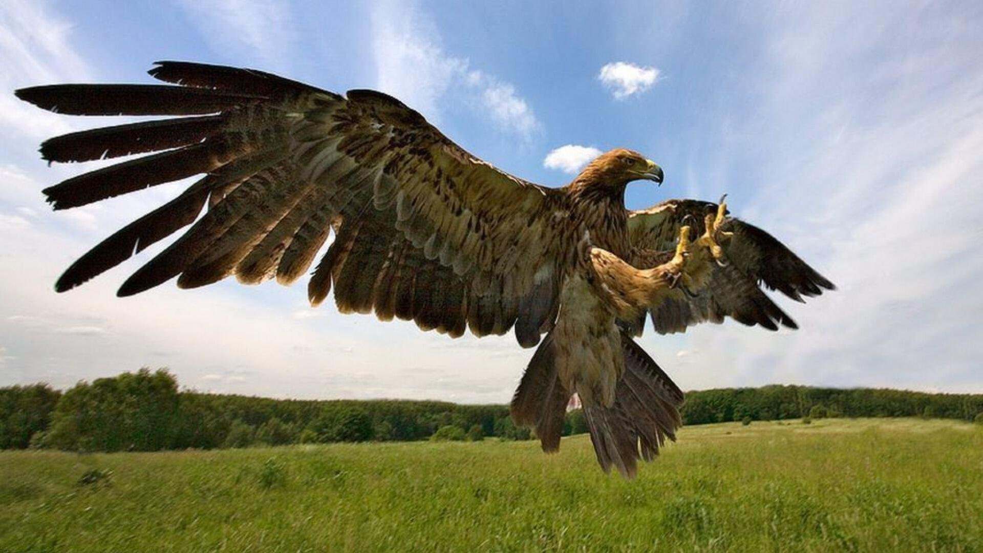 орел птица фото рисунок