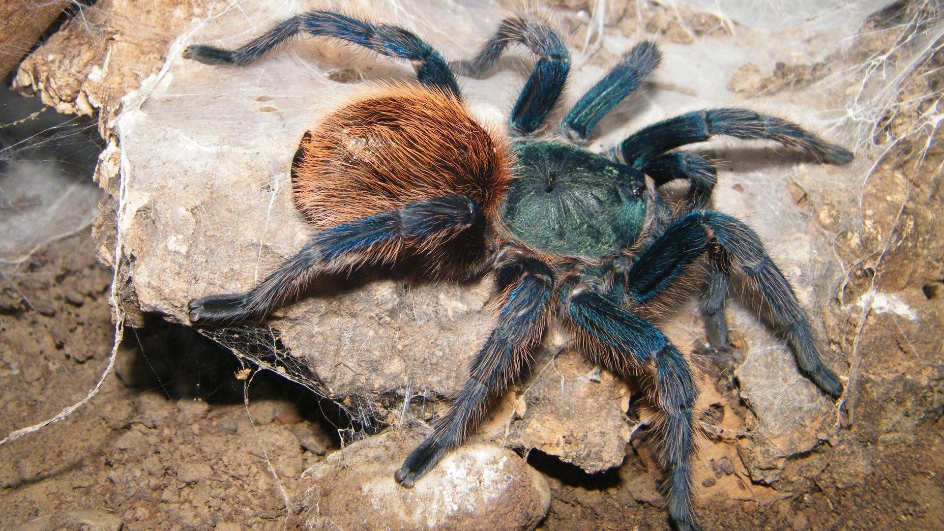 Самый большой тарантул в мире фото