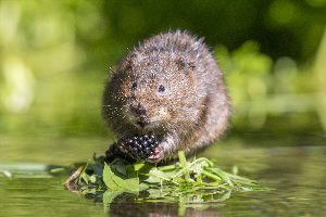 Водяная крыса в Подмосковье