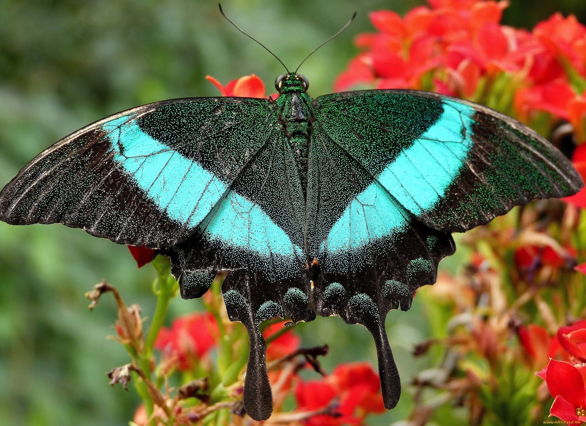Бабочка с яркими крыльями. Изумрудный Махаон бабочка. Экзотические бабочки. Яркие экзотические бабочки.