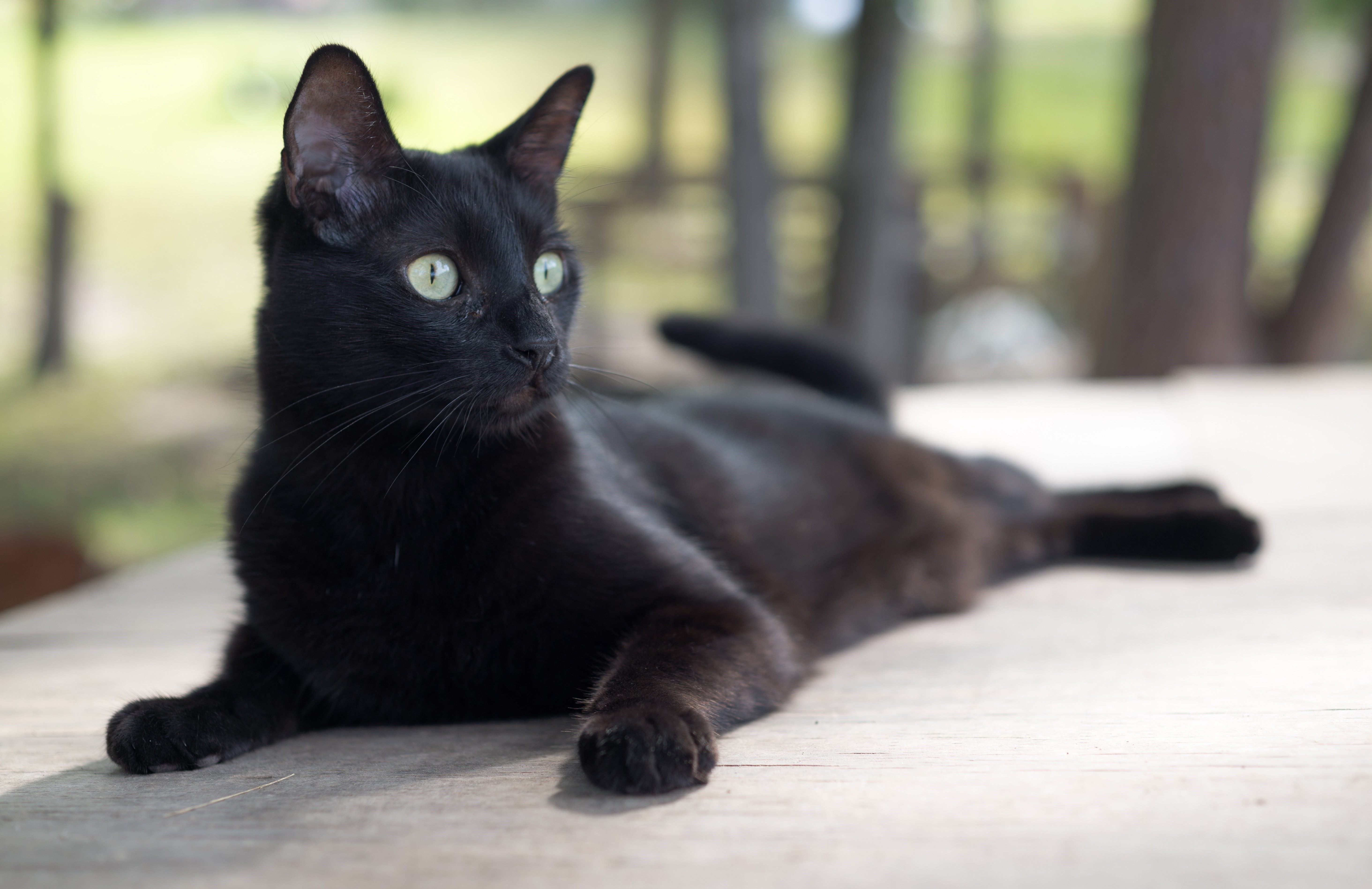 Черные кошки 9. Бомбейская кошка длинношерстная. Бомбейская кошка длинношерстная черная. Черный гладкошерстный кот. Сибирский гладкошерстный кот черный.