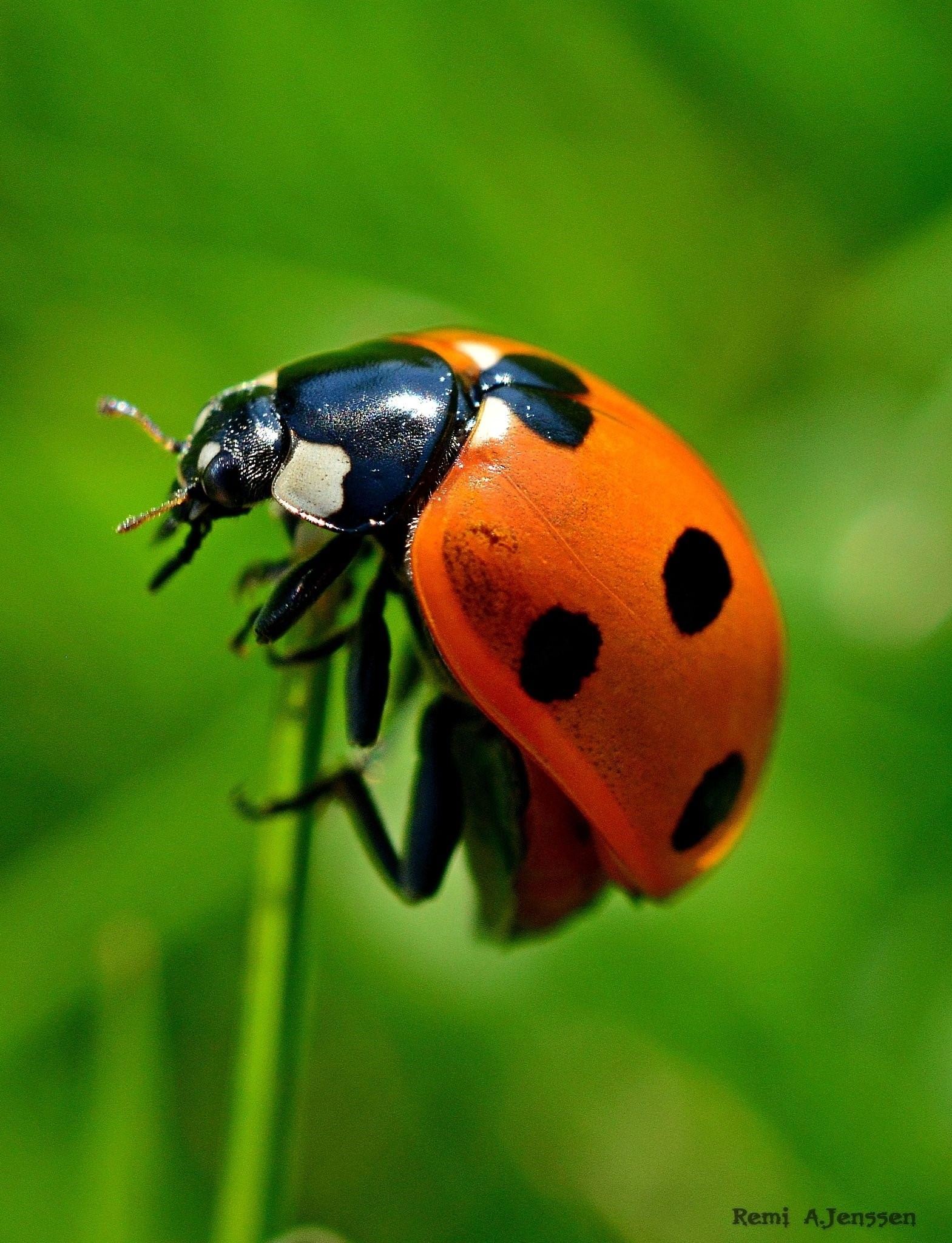 Фотографии насекомых для детей цветные красивые