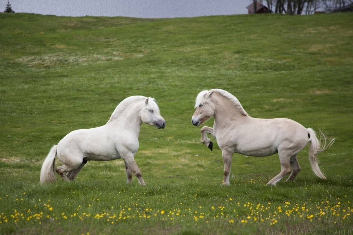 Фото фьордов лошадей