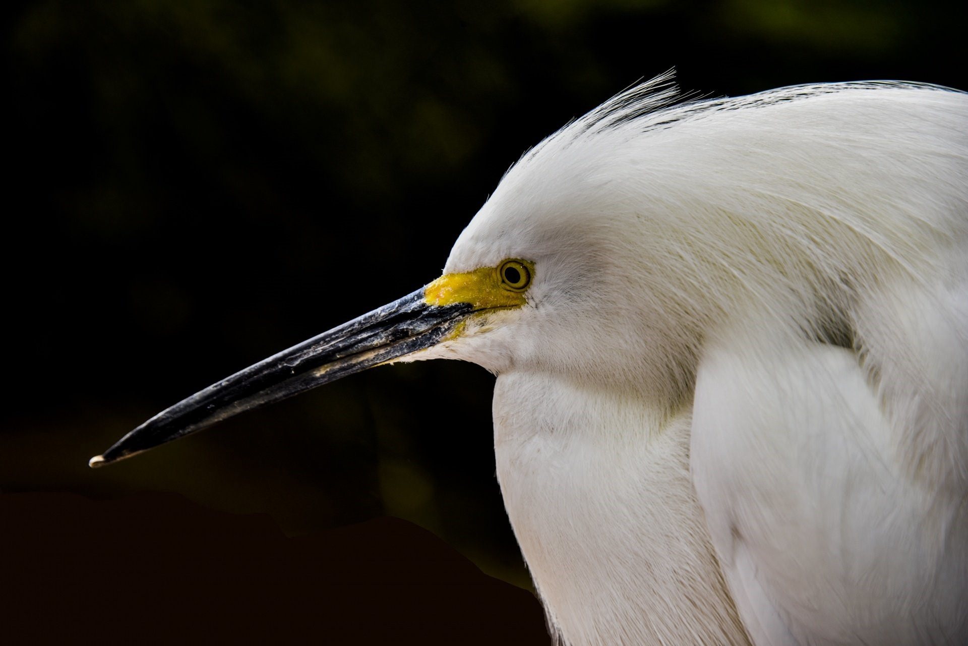 Белая птица с большим клювом фото и название