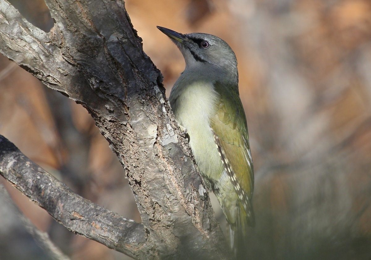 Птицы юга приморского края фото и название