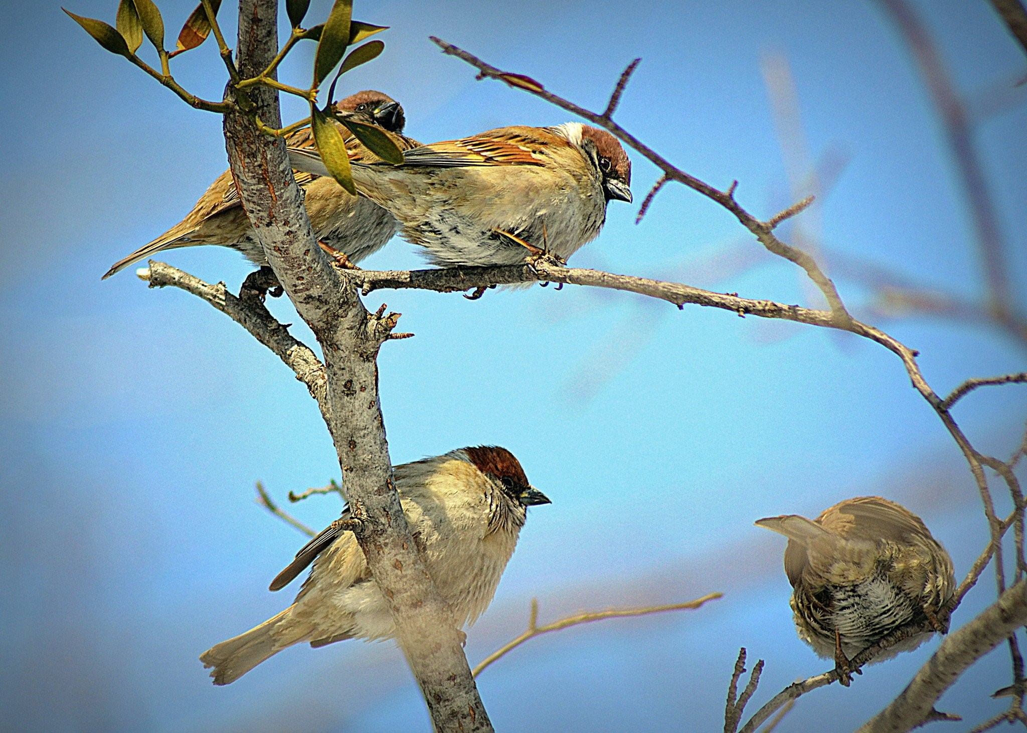 Мелкие птицы краснодарского края фото