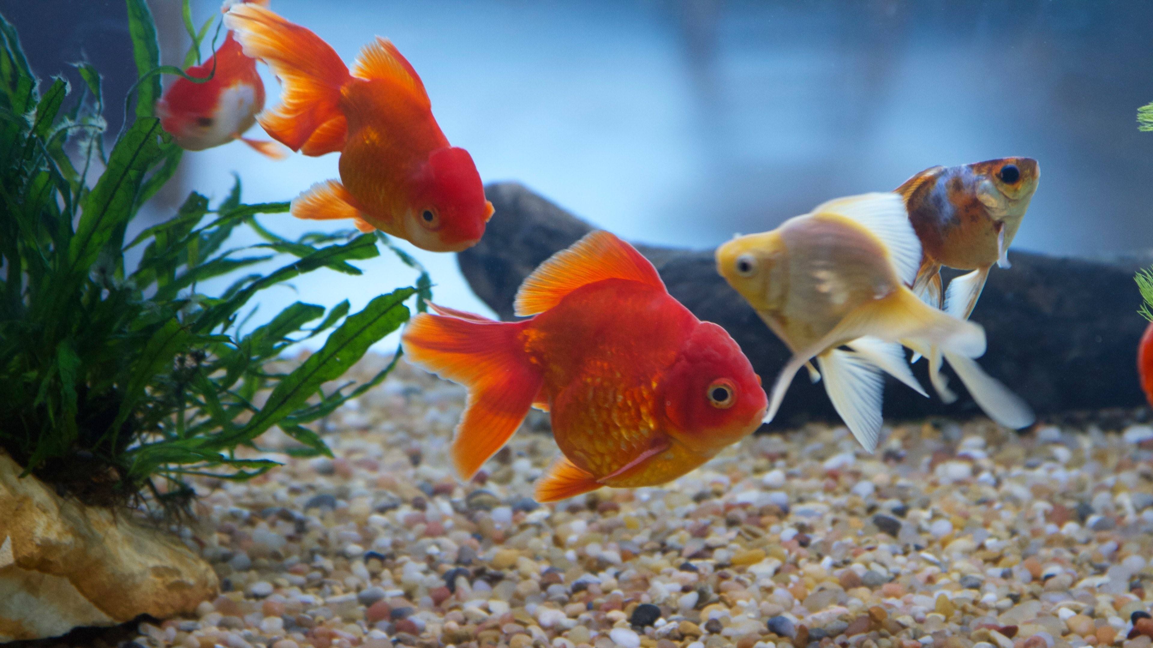 Рыбки аквариум обои. Жемчужинка рыбка аквариумная. Золотая рыбка Вакин. Рыбки попугайчики аквариумные. Вакин рыбка аквариумная.