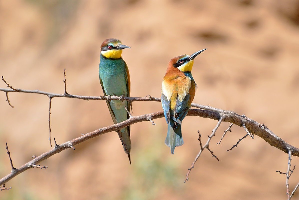 Птицы в астраханской области фото и названия