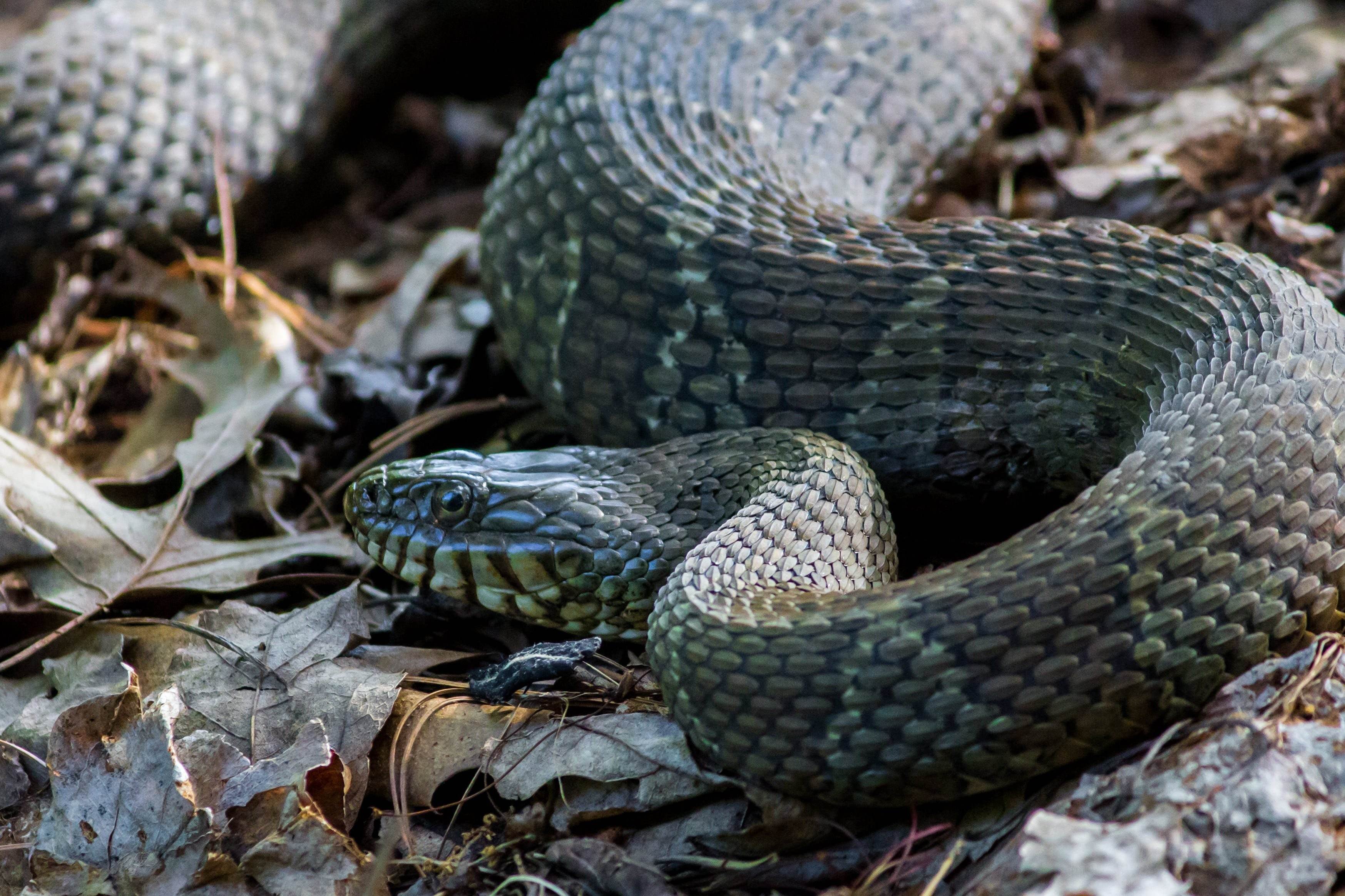 змея полоз в краснодарском крае фото