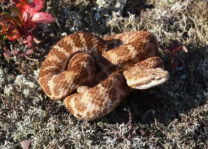 Змеи Забайкальского края