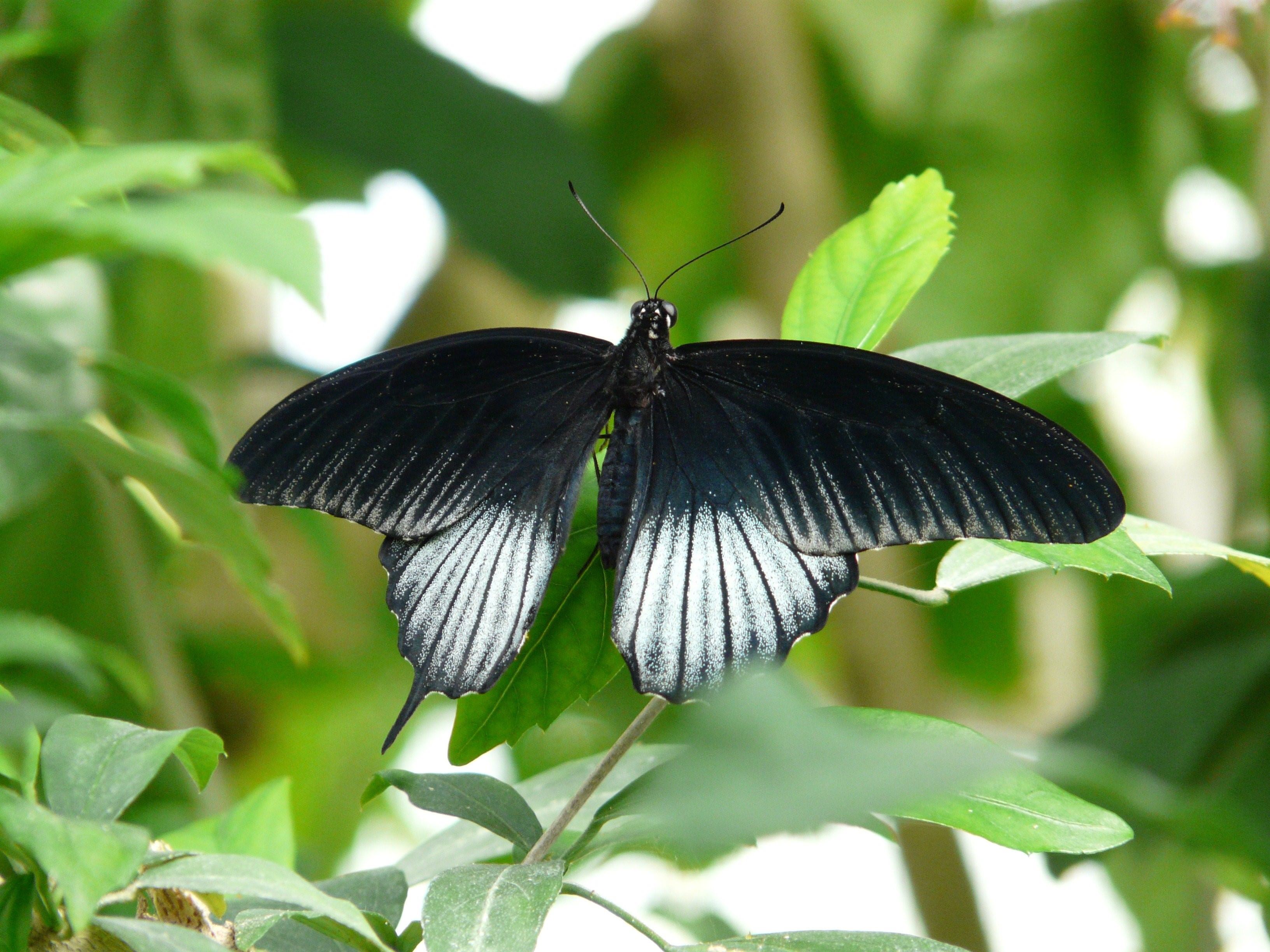 Черные бабочки 1. Бабочка Papilio ascalaphus. Парусник Румянцева (Papilio Rumanzovia). Papilio Machaon. Бабочка парусник Махаон.