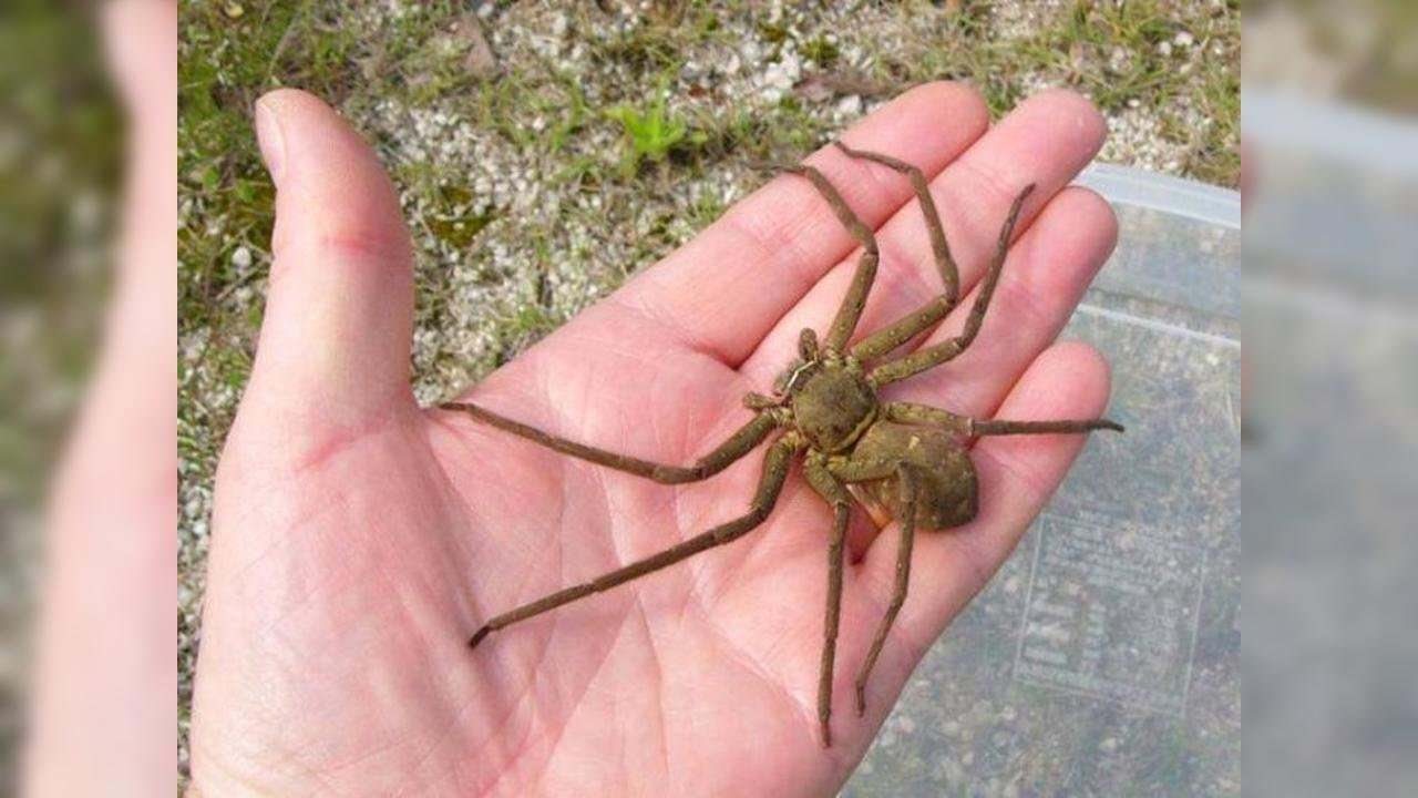Самый большой паук в австралии фото и название
