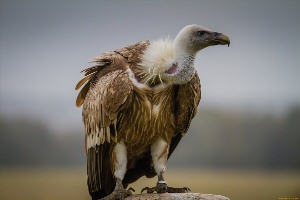 Стервятник в пустыне