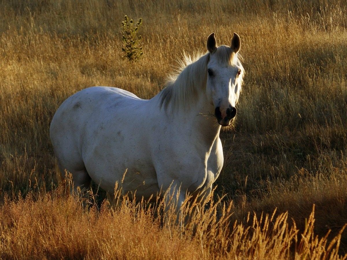 Кони фото высокого разрешения