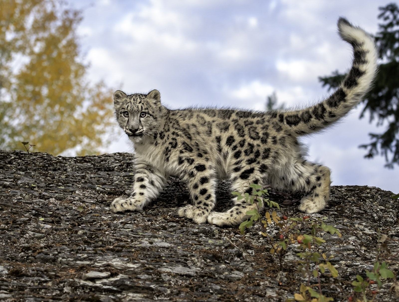 Сколько живут снежные барсы. Снежный Барс (Ирбис, снежный леопард). Ирбис горный леопард. Переднеазиатский леопард (кавказский Барс). Снежный Барс альбинос.