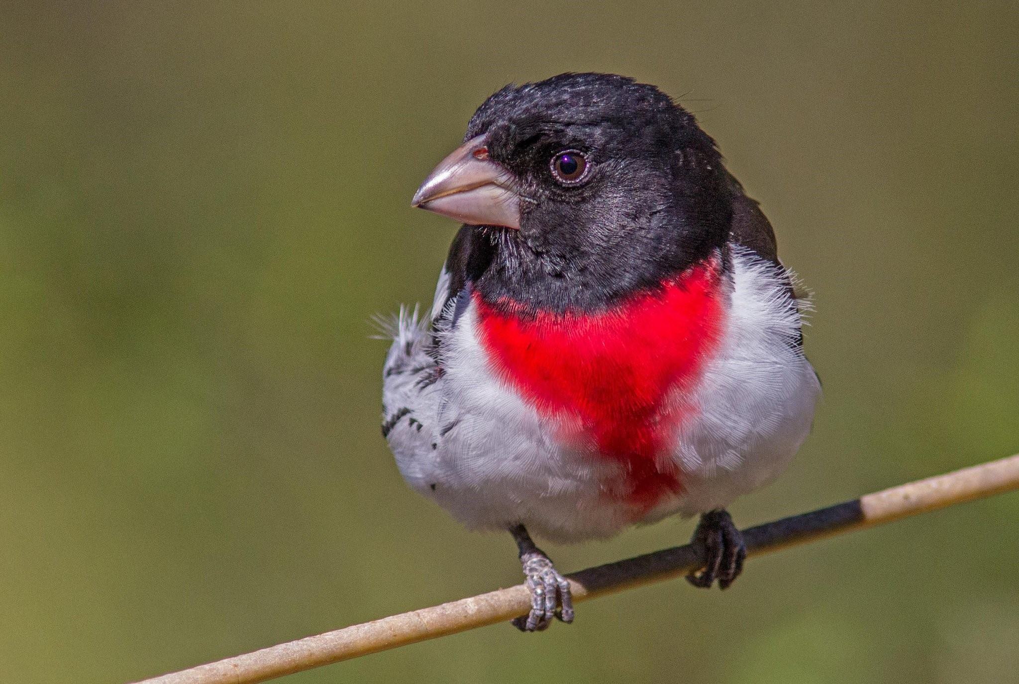 Птицы с красным клювом фото