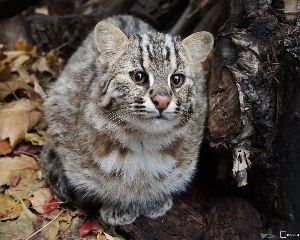 Амурская кошка