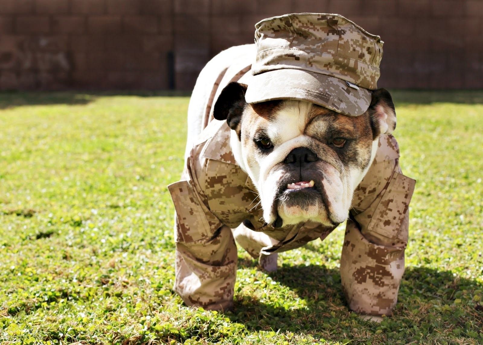 Собака в военной форме