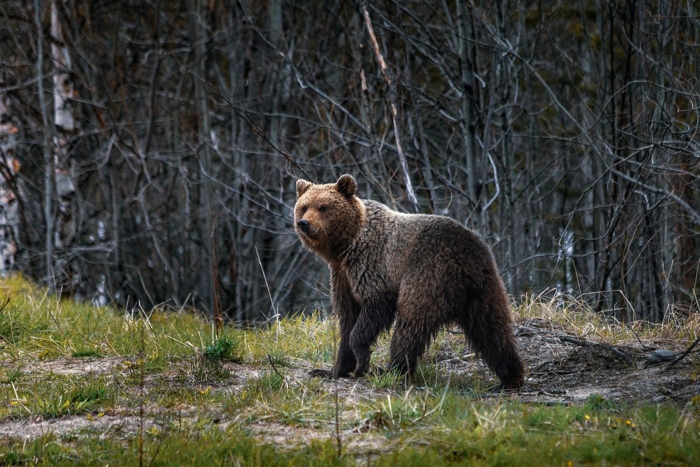 Фото медведя в лесу весной