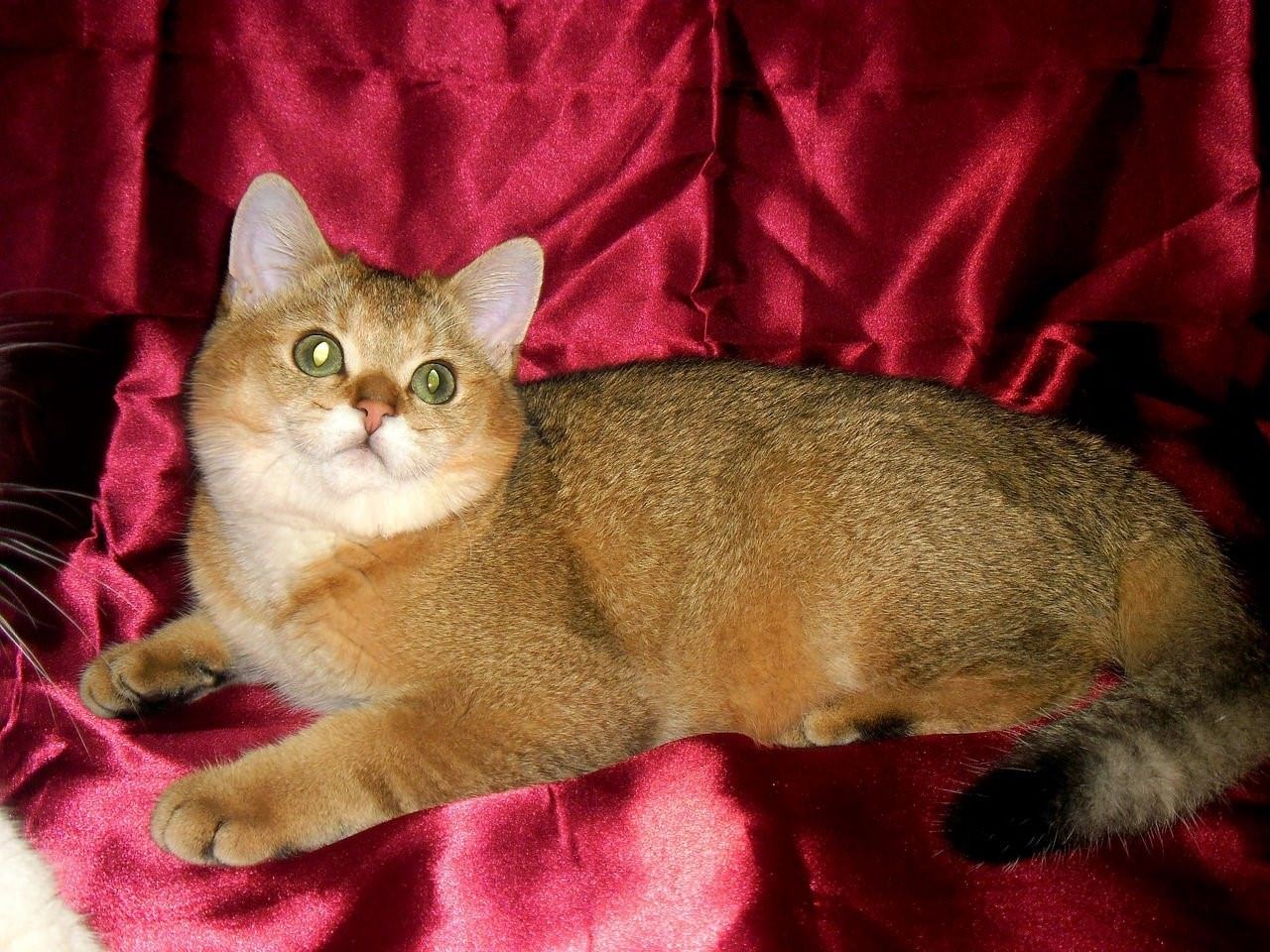 Золотой окрас кошек. Британская Золотая шиншилла. Британская кошка Золотая шиншилла. Британская короткошерстная золотистая шиншилла. Британский кот Золотая шиншилла.