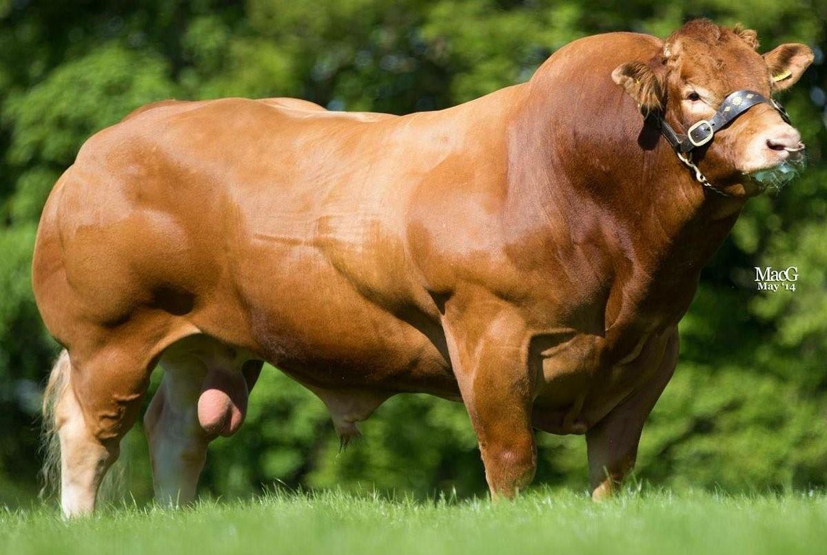 Bull cock. Бык миостатин. Бельгийская мясная порода Быков. Иберийская порода Быков. Бельгийский белоголовый бык.