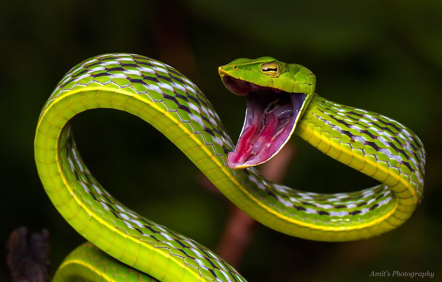 Плетевидная зеленая змея