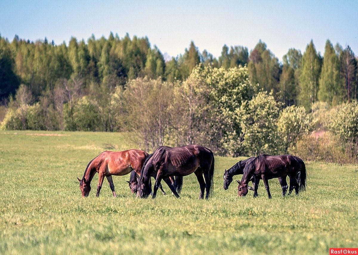 Фото коня в поле