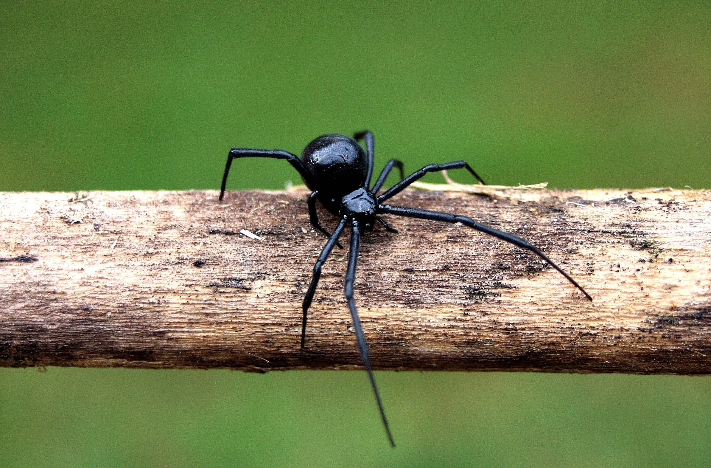 фотографии черного паука