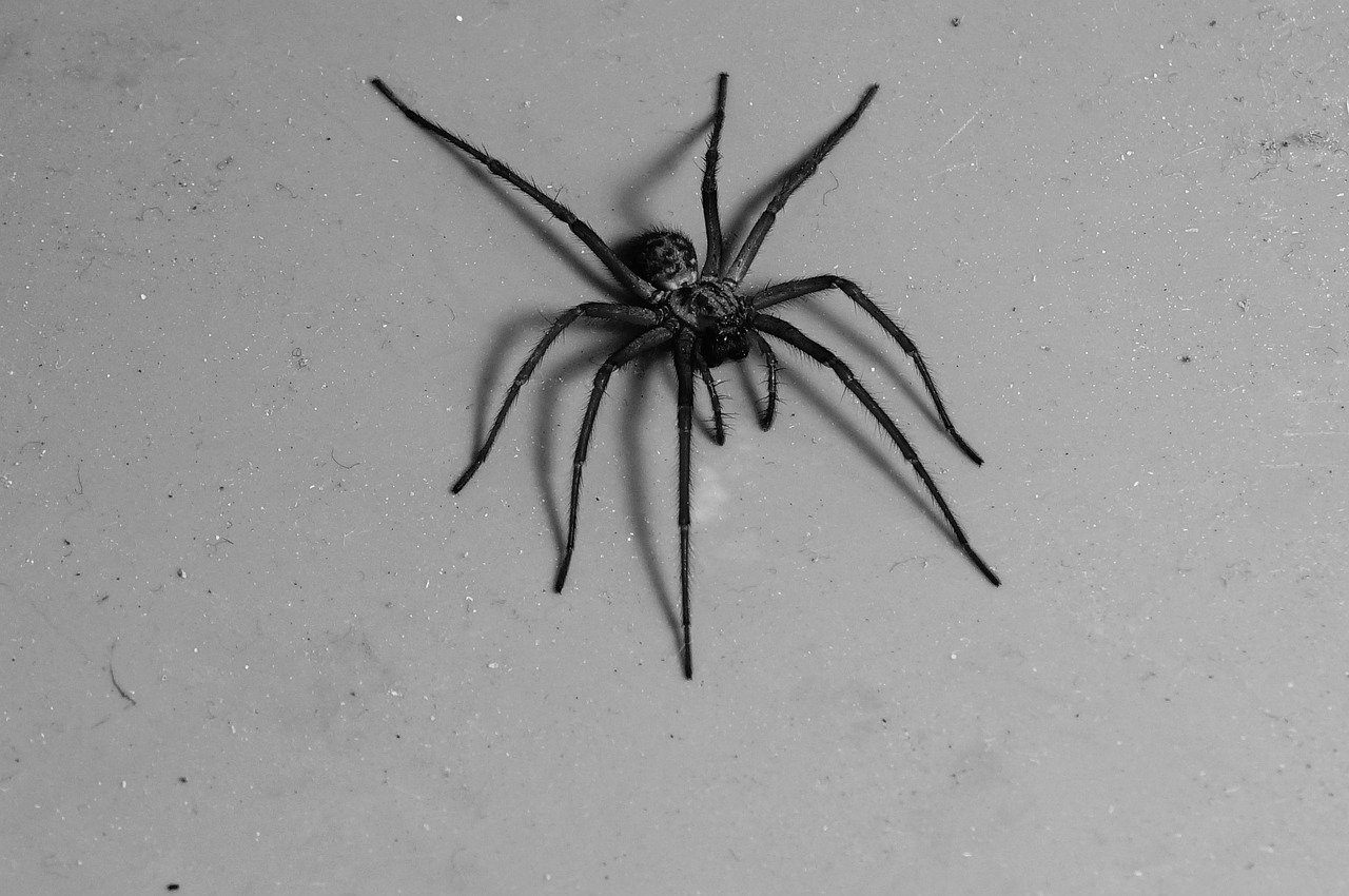 Черный паук бродяга фото
