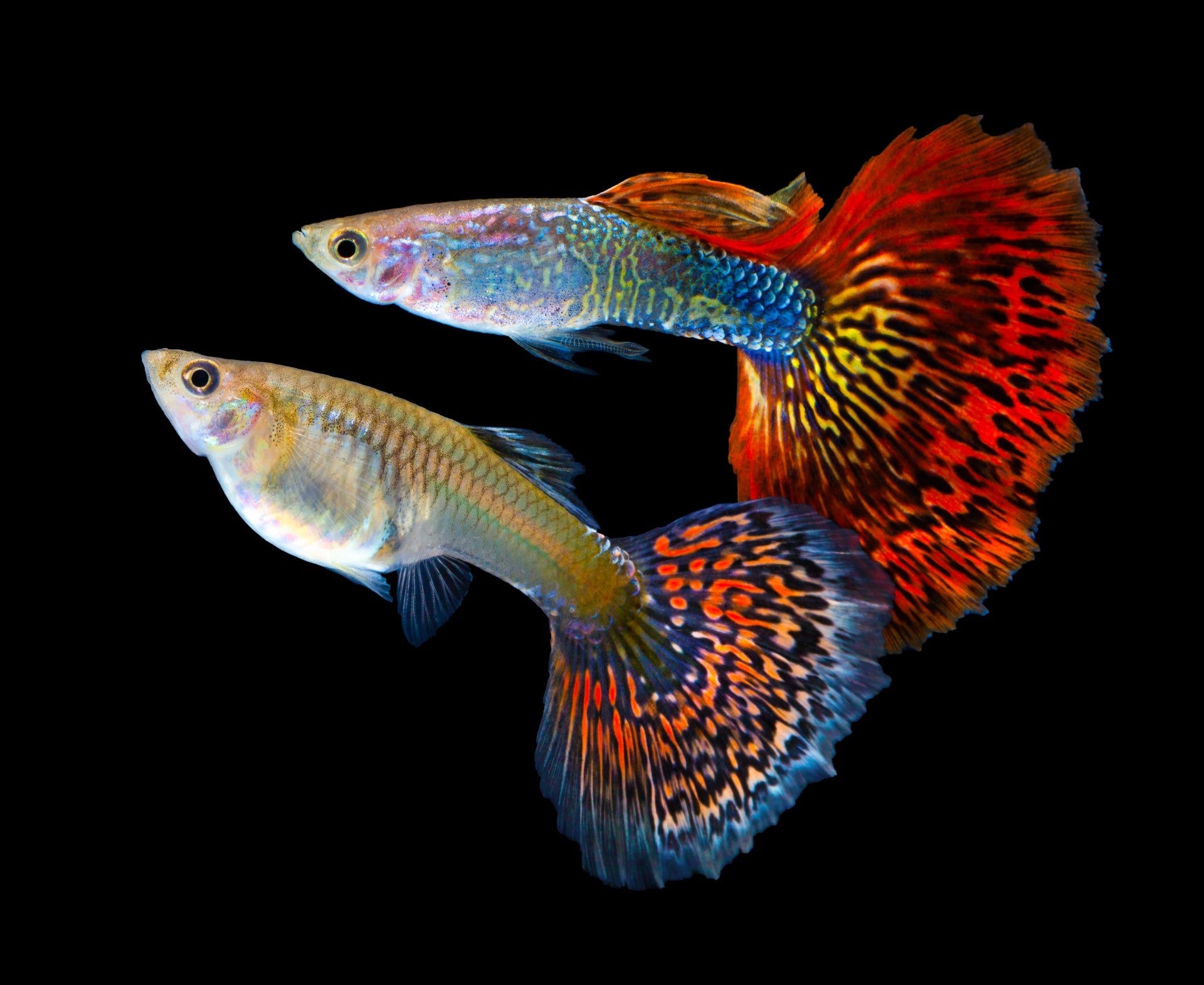 гуппи аквариумные рыбки фото с названием