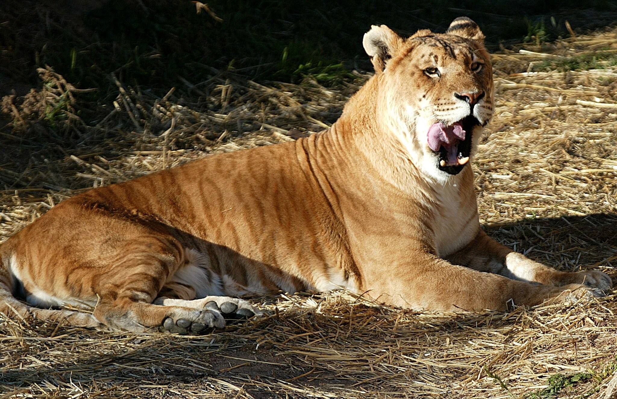 Смесь льва с тигром фото